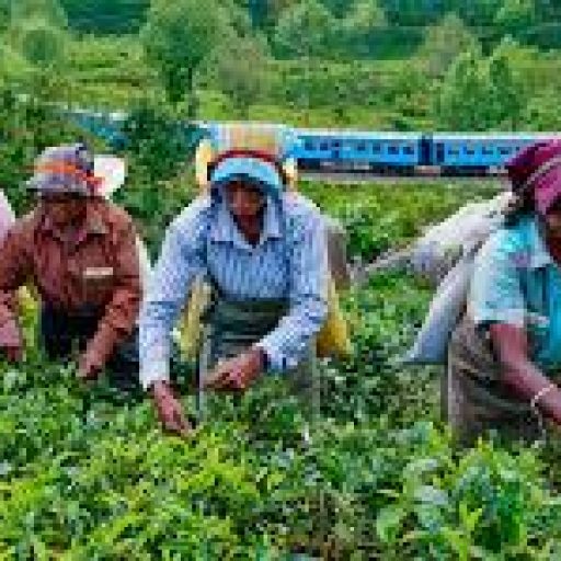 Tea plantation