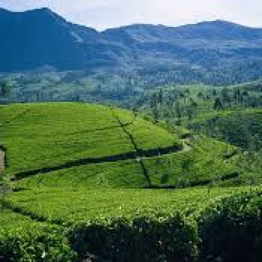 nuwara elitya