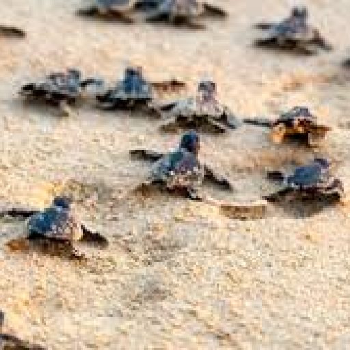 turtles